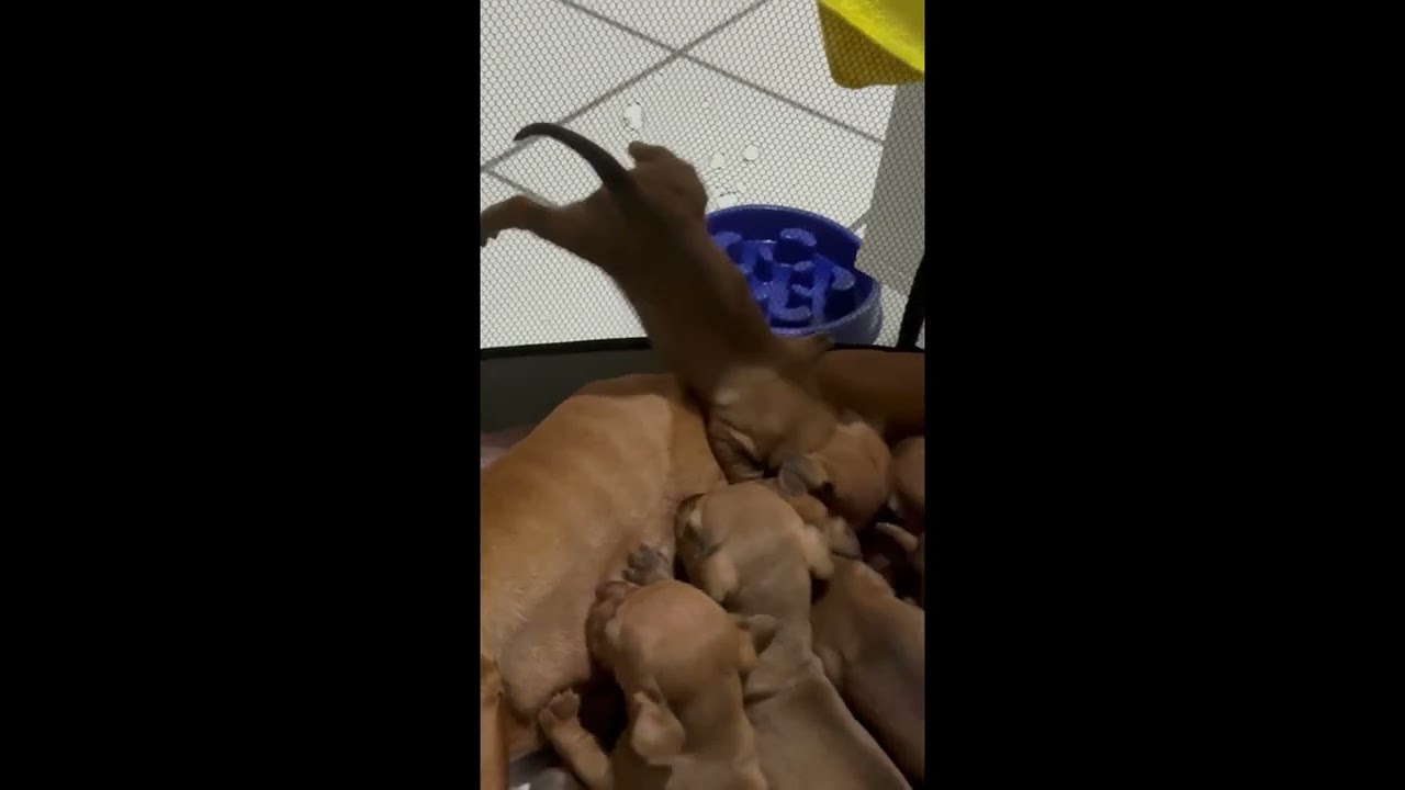 Spider-Puppy Nurses Upside-Down || ViralHog