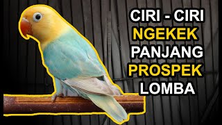 Download lagu 13 Ciri Lovebird NGEKEK PANJANG dan PROSPEK LOMBA mp3