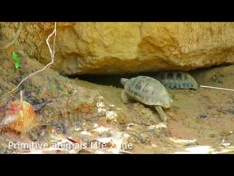 Primitive Technology: Amazing Man Meet Turtle and Follow it to Catch Turtle Nest For Food