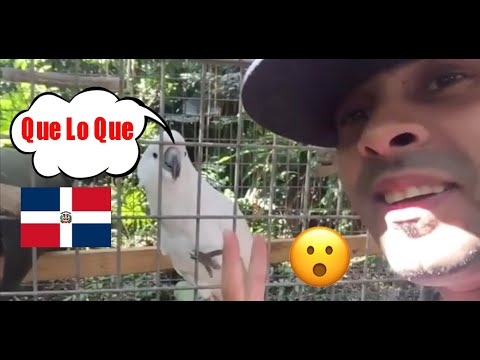 Cotorra Dicie Que Lo Que