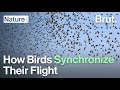 How Birds Synchronize Their Flight