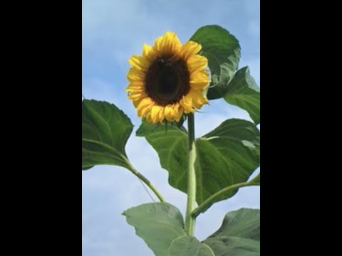 MA TU PERCHÈ PREGHI?  PREGO PERCHÈ VIVO E VIVO PERCHÈ PREGO.. (Ermes Ronchi)