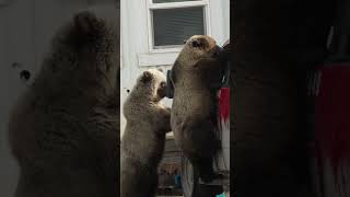 Download lagu Grizzly Bear Thugs at Prudhoe Bay Alaska mp3