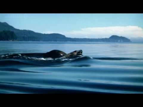 Open Water ~ Sealife