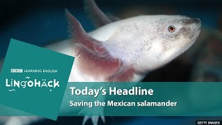 Key words and phrases: critically endangered, wiped out, rearing in captivity, sanctuary