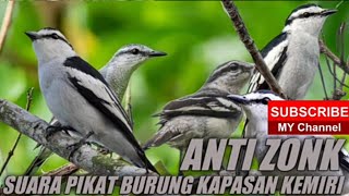 Download lagu Suara pikat burung kapasan kemiri, ANTI ZONK mp3