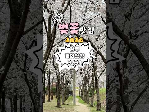3/31 #실시간경주 #경주벚꽃 #경주