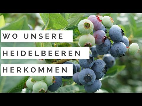 Gebackenes Obst und Diabetes Behandlung von Typ-2-Diabetes mit Kümmel