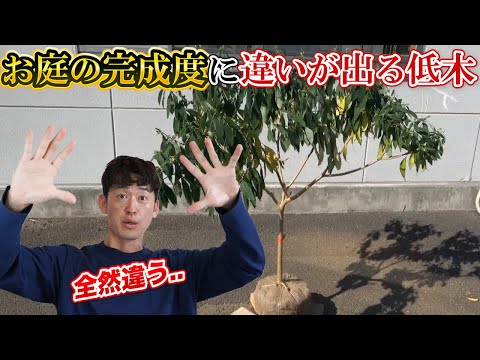 ドワーフパイン、ハイマツ 植物