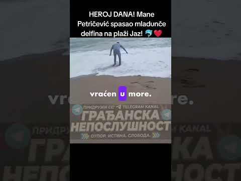 HEROJ DANA! Mane Petričević spasao mladunče delfina na plaži Jaz! 🐬❤️ #shorts