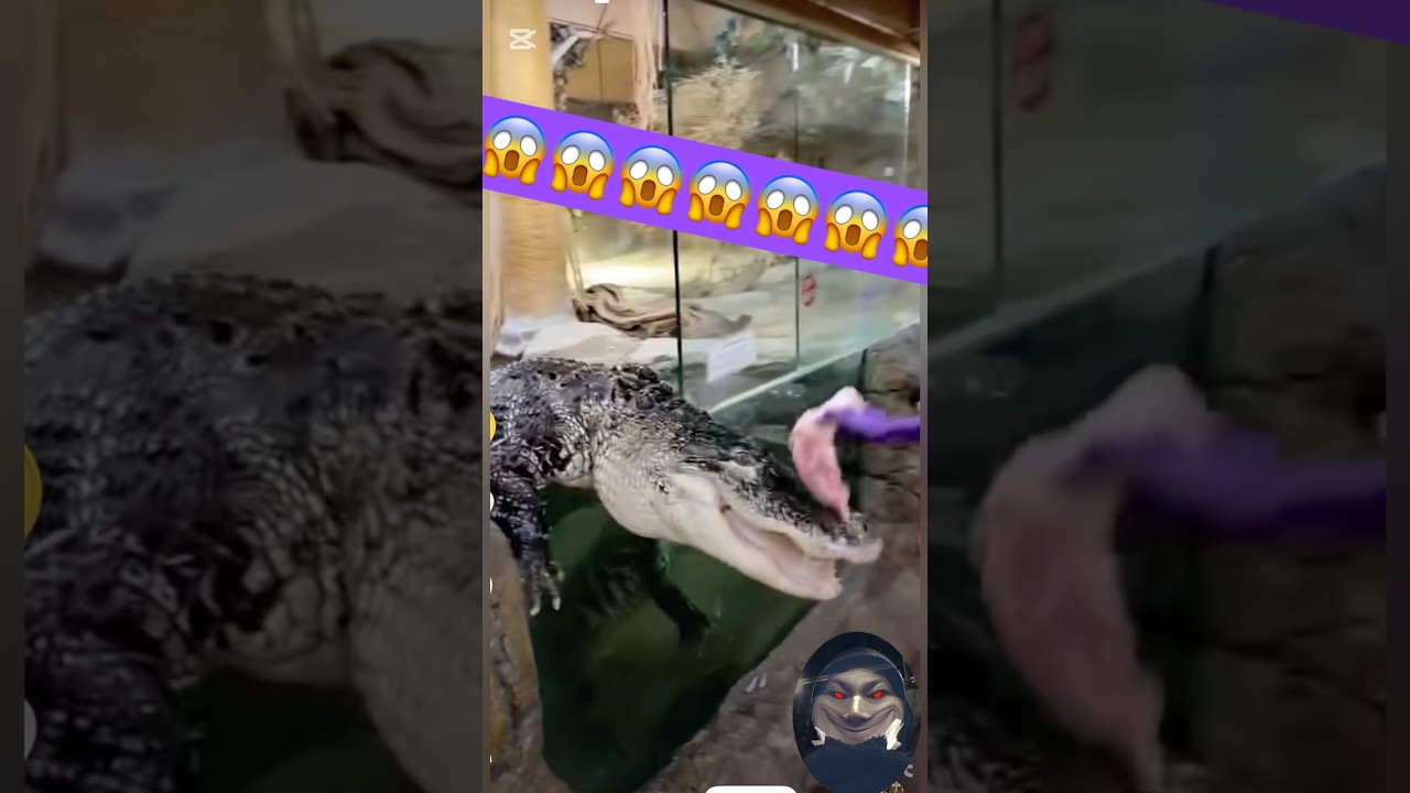 Wow 😱 creo que tiene hambre🥴 #animalesincreibles #animals #animalesmaravillosos