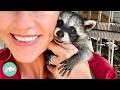 Wild Raccoon Acts Like A Puppy And Plays With Children | Cuddle Buddies - Cuddle Buddies Wild Raccoon Acts Like A Puppy And Plays With Children | Cuddle Buddies