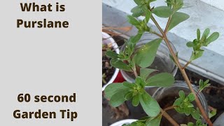 What is purslane - 60  second garden tip