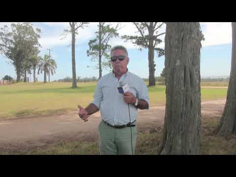Tambo estabulado en Lomas (Rocha). Presentación.