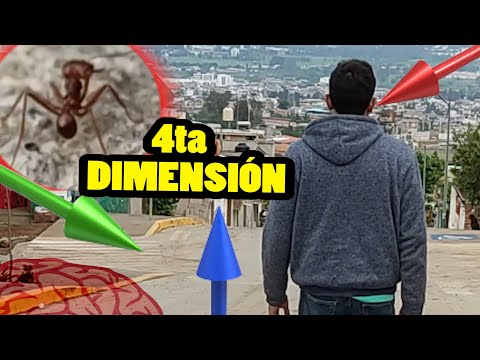 Entiende La 4ta Dimensión con hormigas