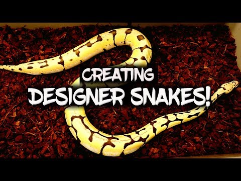 Creating Designer Ball Pythons!