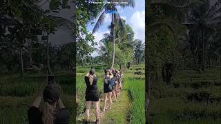 Download lagu Foreigners are amazed to see how people climb coconut trees like this. mp3