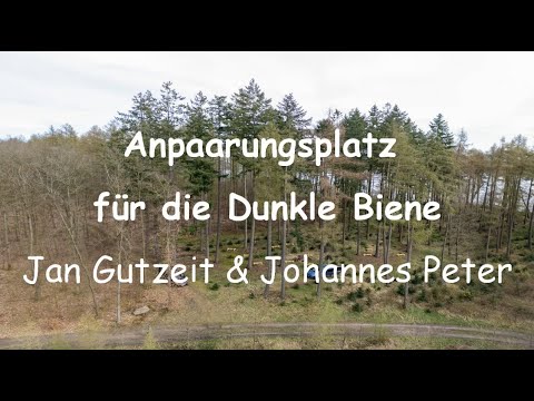 Anpaarungsplatz für die Dunkle Biene - Teil 1