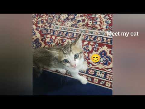 new cat 🐱|| new channel || miss dishita|| #my cat 🐈 #shorts
