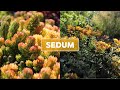 Hardy Sedum Stonecrop Succulents 101 Care Tips Unique Traits