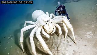 Deep Sea Footage That Should Not Be Possible