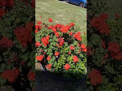 I love you dear God, flowers from you everywhere, 74 years old grandma,4/8/2025