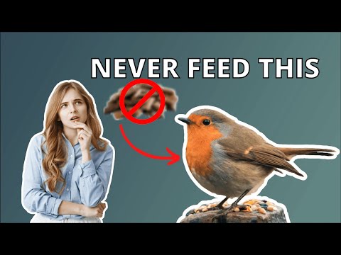 20 Things To Never Feed Wild Birds