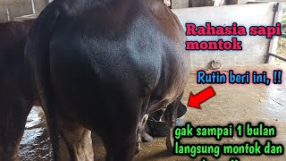 Download lagu Cara pintas dan cepat untuk penggemukan sapi dalam waktu tercepat !! Setengah bulan langsung montok mp3