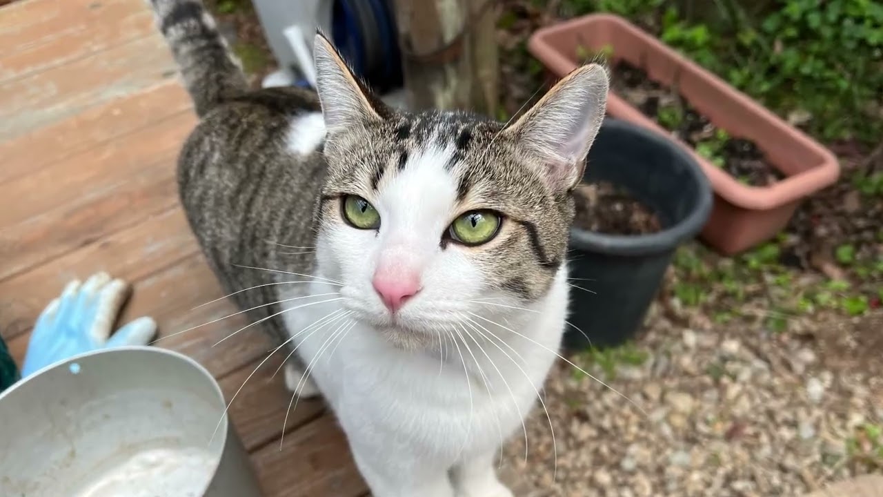 【音羽山観音寺便り】お寺の暮らし　2026年3月　（音楽　ビン笛アベベさん）