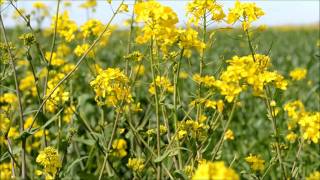 Coconut Records - Wires