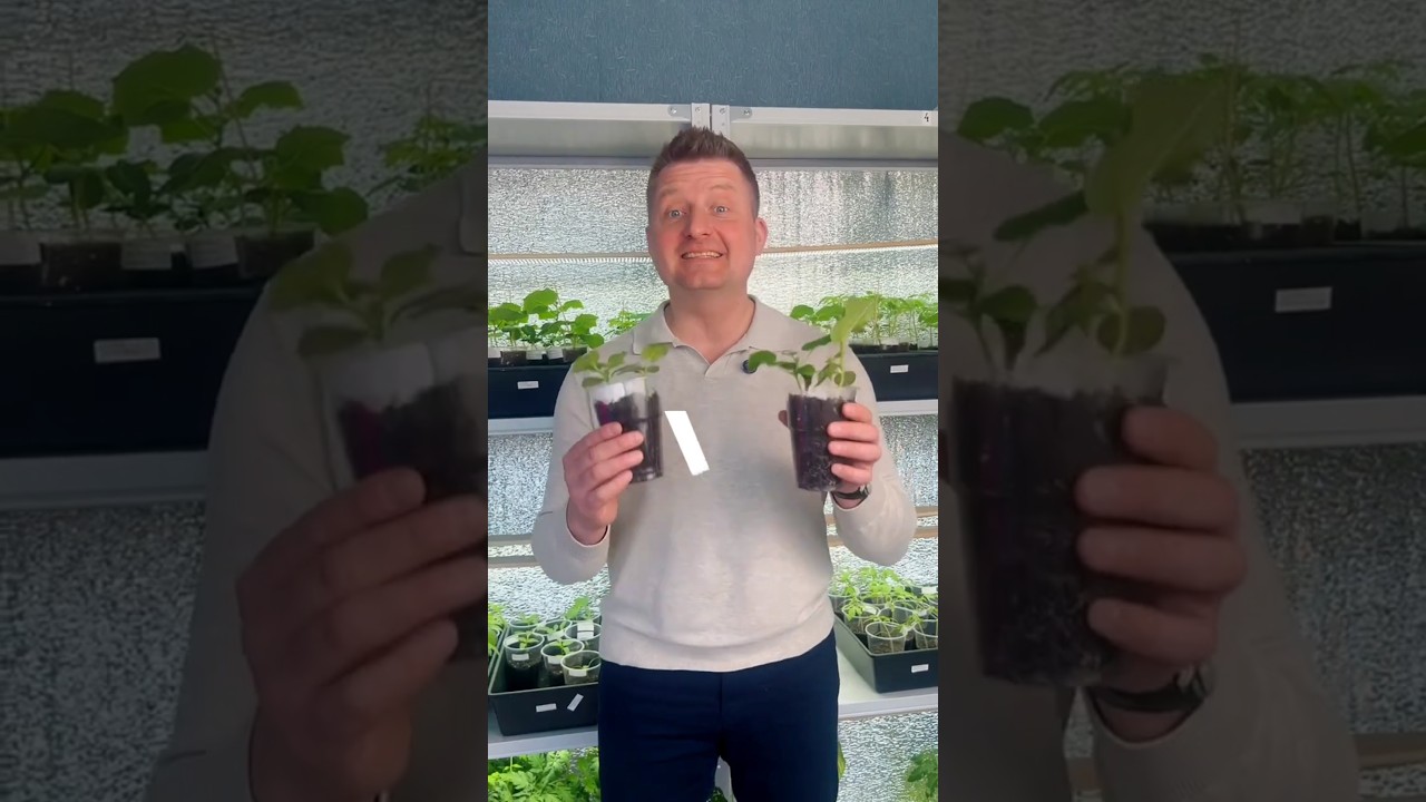 Микориза для овощей &ndash; польза или пустая трата денег? Показываем!