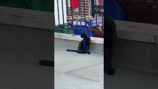 ニューヨークの野良猫 #猫 #野良猫 #海外