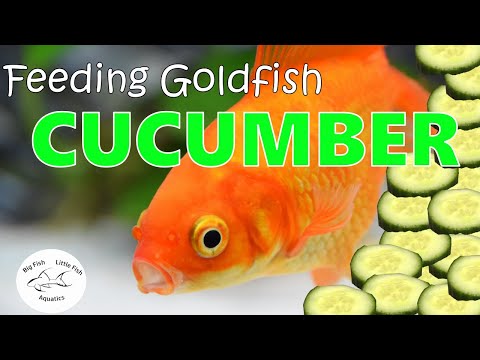 Feeding Cucumber To Goldfish