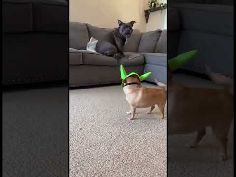 The ultimate wake-up prank! 🐶💚#funnydogs #ChihuahuaLife#PitbullComedy#BigDogLittleDog#DogReels