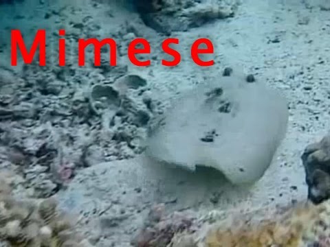 100 Sekunden Biologie - Mimese