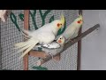 Mating Cockatiels Cockatiel Mating