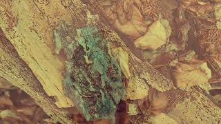 Video SWRAB - Lesné predmety