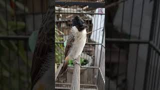 Download lagu kutilang gacor jinak body besar dan tegap ~ Bidin doangz mp3