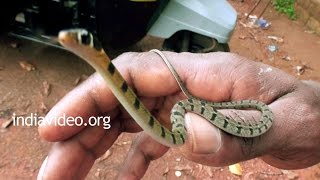 Hill Keelback Snake