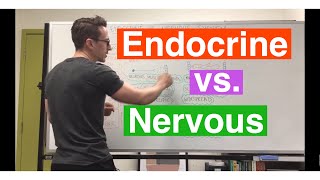 Endocrine system vs Nervous system