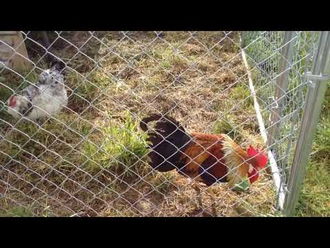 How to Sign Bird, Chicken in NZSL