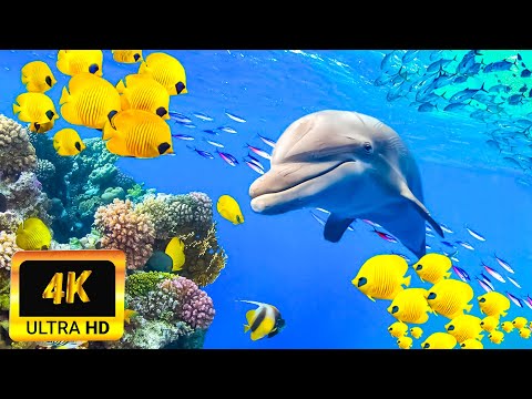11 Hours Stunning of 4K Underwater Wonders + Relaxing Music | Colorful Sea Life Video | 4К UHD Video