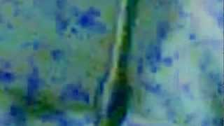 Jan-M. Iversen - Rheinländer Classic