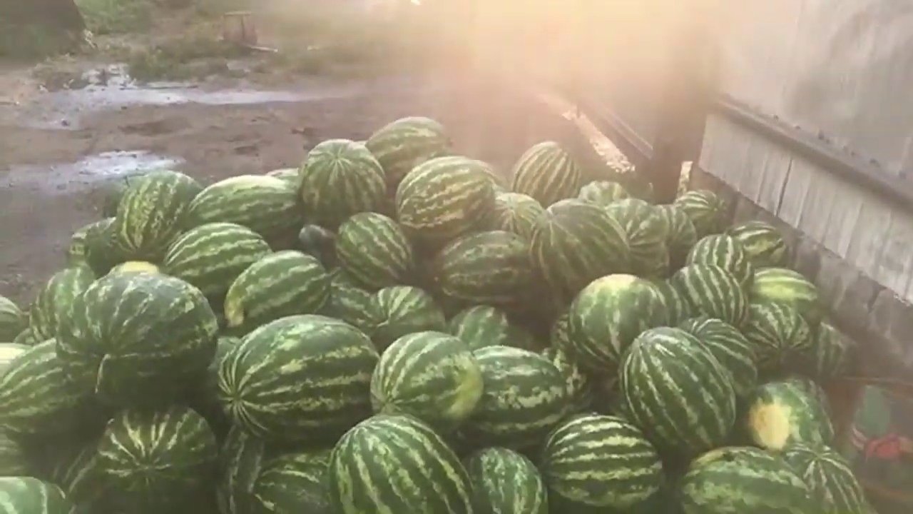 Лена , покажи на канале Кримсон руби .