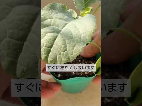 苗を見逃さないようにするにはどうすればよいですか？避けるべき5つの間違い!  庭園