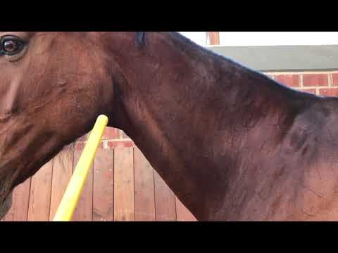 Der Körperbau des Pferdes