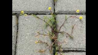 A Crack in the pavement