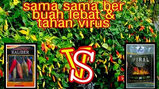 Download lagu Cabe rawit VIRAL vs cabe rawit KALIBER mp3 Download lagu Cabe rawit VIRAL vs cabe rawit KALIBER mp3