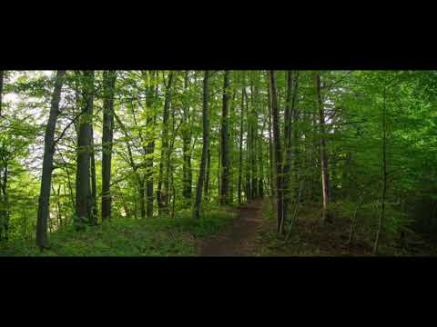 Tagesdosis 03.08.2019 - Der christdemokratische Waldgipfel (kV)