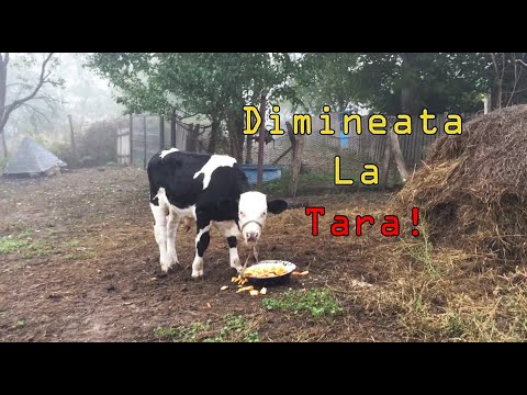 Dimineata la tara! O dimineata cetoasa de octombrie, dintr-un sat din Vaslui!